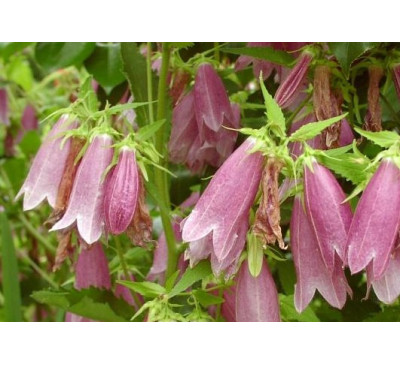Дзвіночок крапчастий рожевий (Campanula punctata)